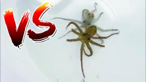 Octopus VS Octopus *ONLINE AQUARIUM UNBOXING GONE WRONG*