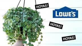 I Found Some BIG Hoyas at Lowe’s! Big Box Store Plant Shopping and Haul