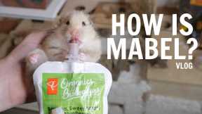 How is Mabel? | Vlog