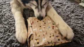 Sherpa's Christmas Gifts Unboxing