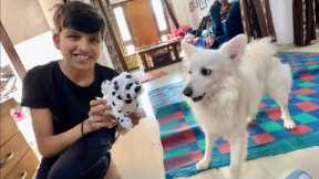 Fake Dog Prank On Oreo 😂