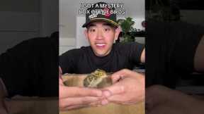 UNBOXING MYSTERY BOX OF BIRDS